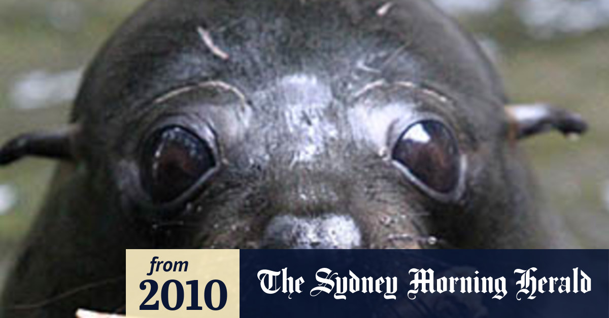 Seals clubbed to death in New Zealand